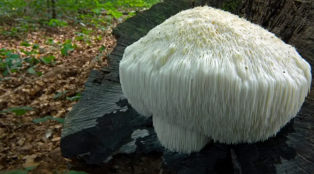 Mushroom Magic: Reishi vs. Cordyceps vs. Lion’s Mane Mushrooms